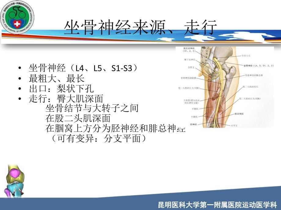 坐骨神经解剖  副本  副本课件_第5页