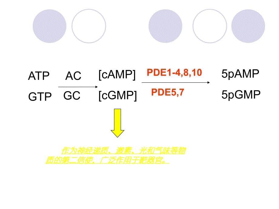 医学课件磷酸二酯酶（pde）及其抑制剂概述_第5页