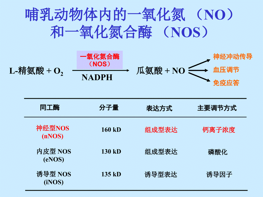 重组人神经型一氧化氮合酶课件_1_第3页