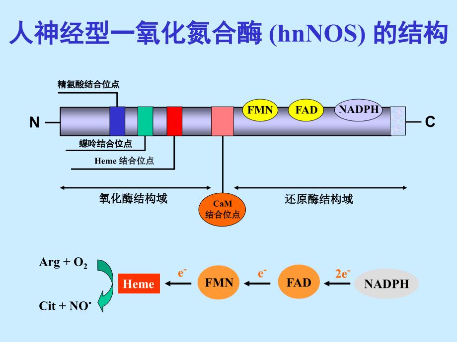 重组人神经型一氧化氮合酶课件_1_第4页