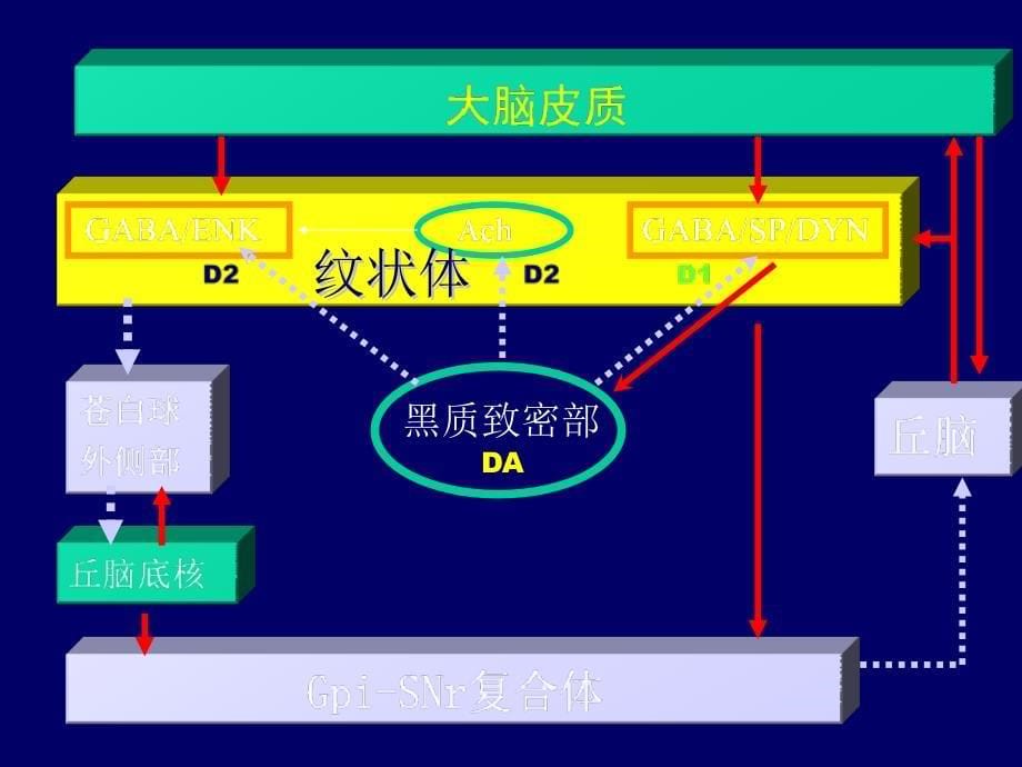 锥体外系疾病课件_2_第5页