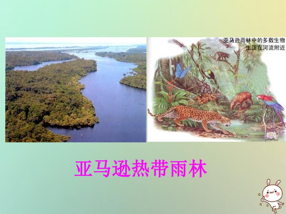 浙江省绍兴市诸暨市店口镇七年级科学上册 第2章 观察生物 2.6 物种的多样性 2 生物多样性和保护课件 （新版）浙教版_第4页