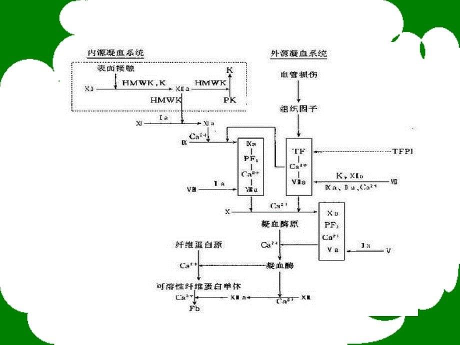 医学课件血液凝固与影响血液凝固的因素_第5页