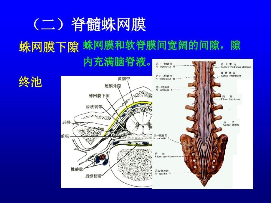 脑和脊髓的被膜血管及脑脊液循环课件_2_第5页