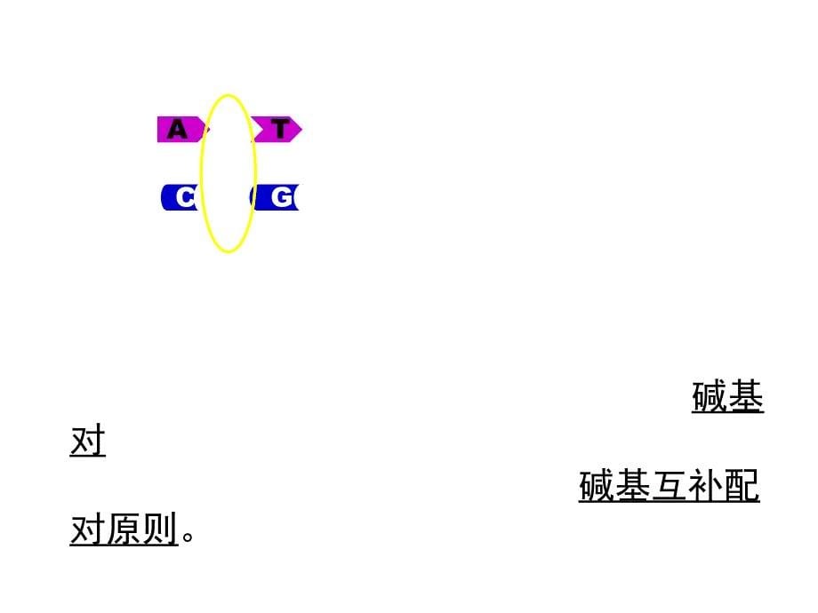 生物32《dna分子的结构》ppt课件_第5页