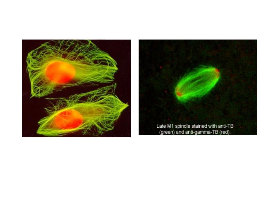 医学课件 医学细胞生物学_第3页