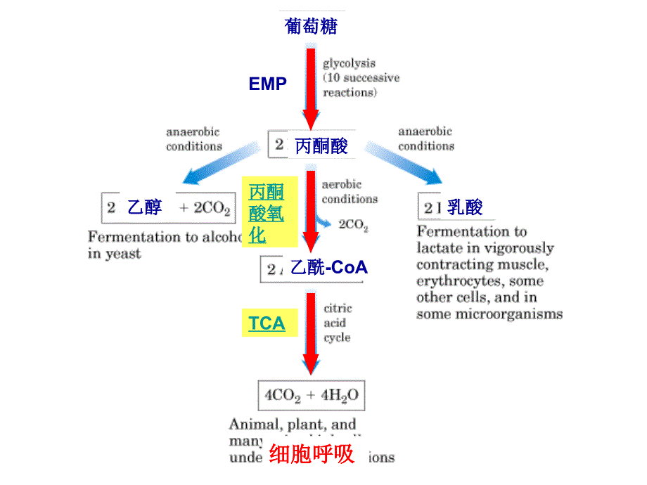 柠檬酸循环与糖异生ppt课件_第1页