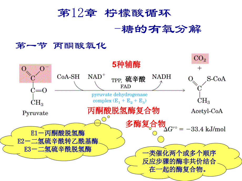 柠檬酸循环与糖异生ppt课件_第2页