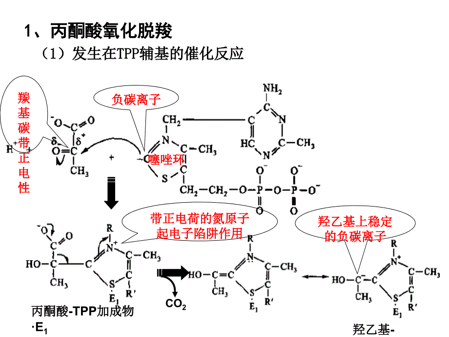 柠檬酸循环与糖异生ppt课件_第4页