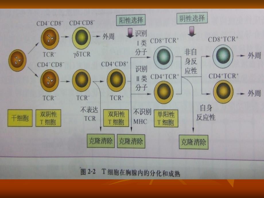 医学课件cd4一种更有效的肿瘤杀伤细胞_1_第3页