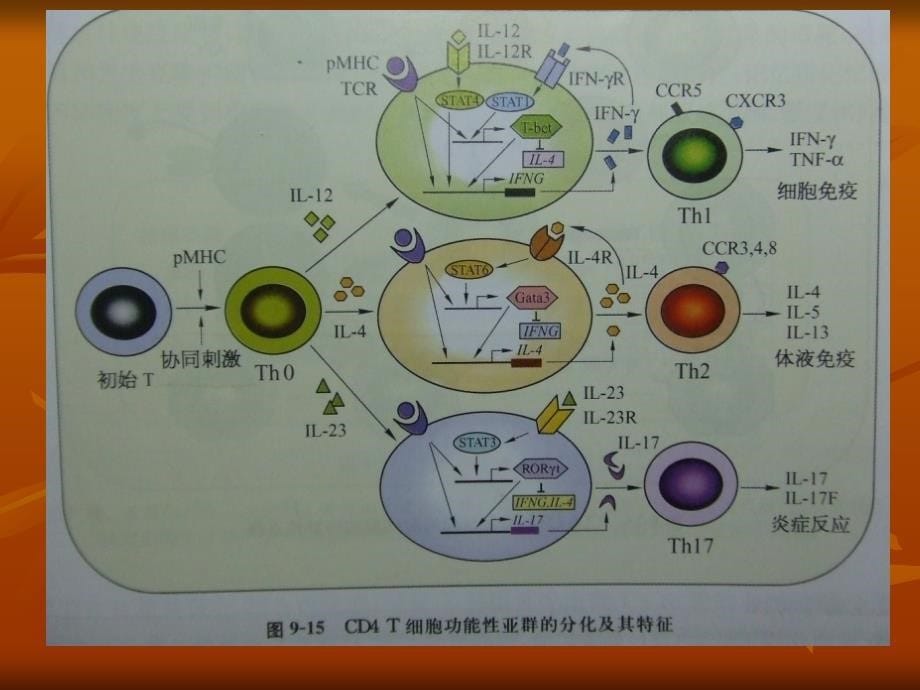 医学课件cd4一种更有效的肿瘤杀伤细胞_1_第5页