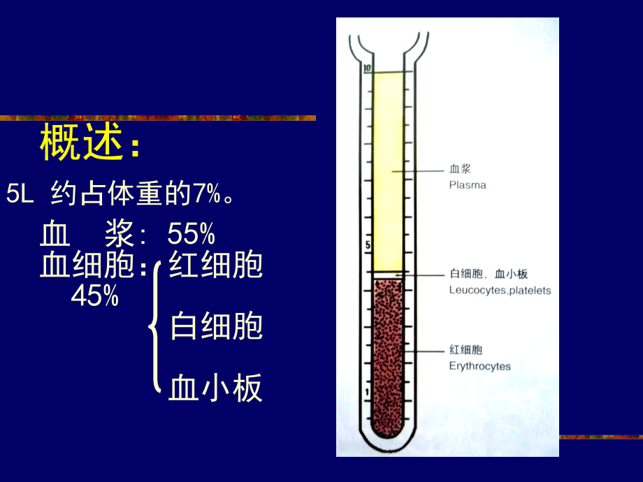 血液（本科）课件_第2页