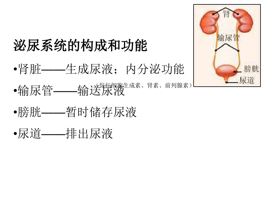 泌尿系统疾病医学_第2页