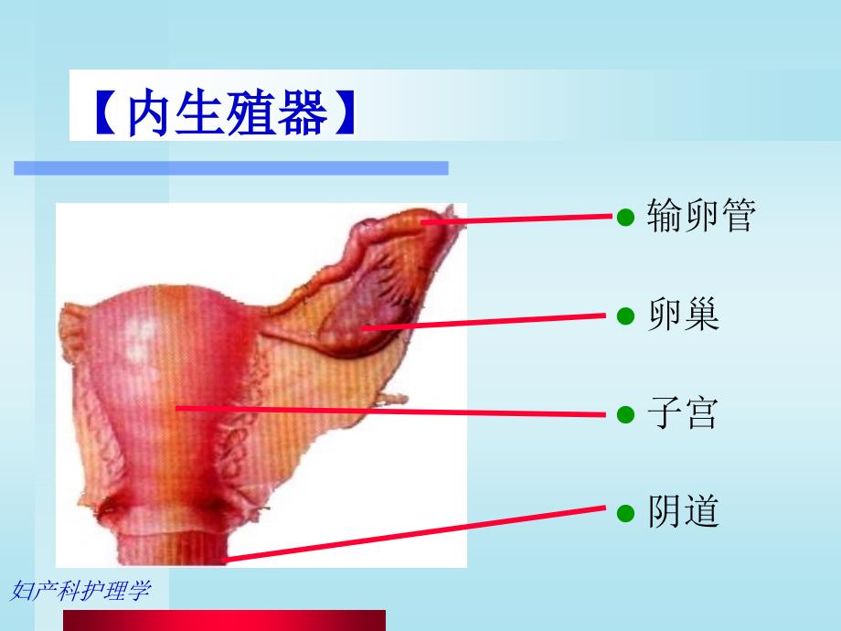 母婴护理孕期护理ppt课件_第4页