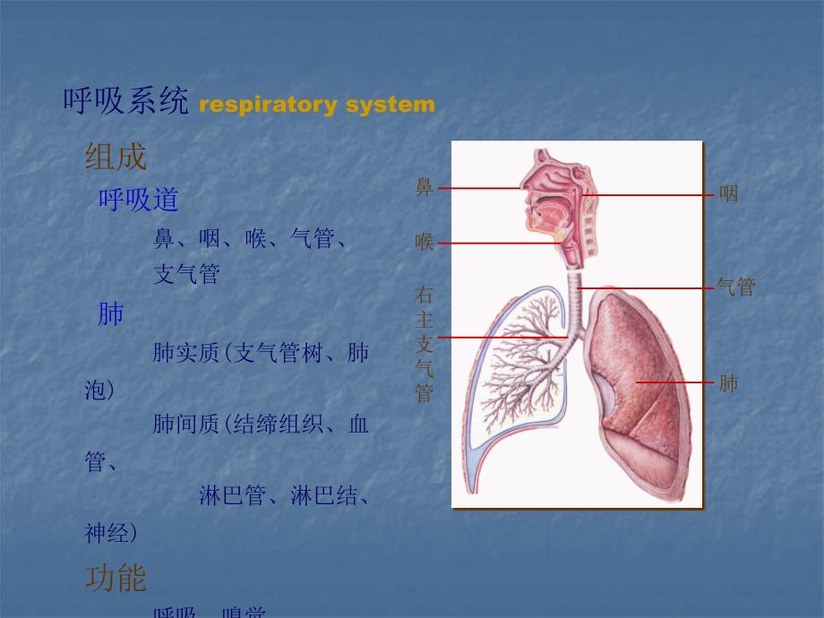 呼吸系统ppt课件_3_第2页