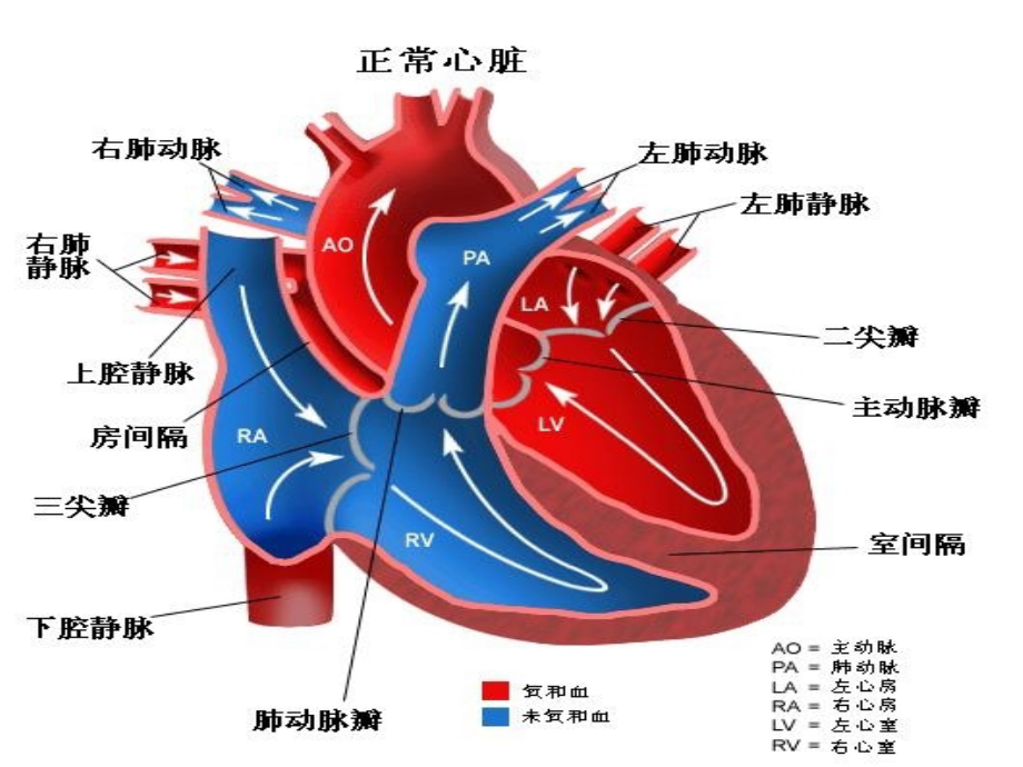 案例版7版心力衰竭2011522ppt课件_第4页