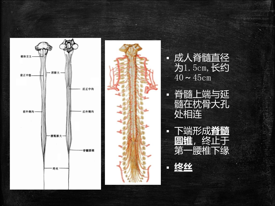 脊髓损伤的康复护理最新ppt课件_第4页