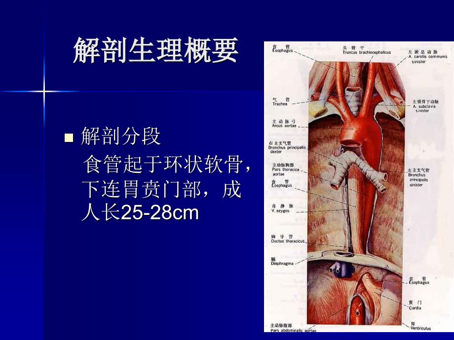 食管疾病病人的护理ppt课件_第2页