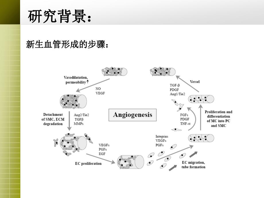 对血管新生和肝癌诱导的血管新生的抑制作用_第2页