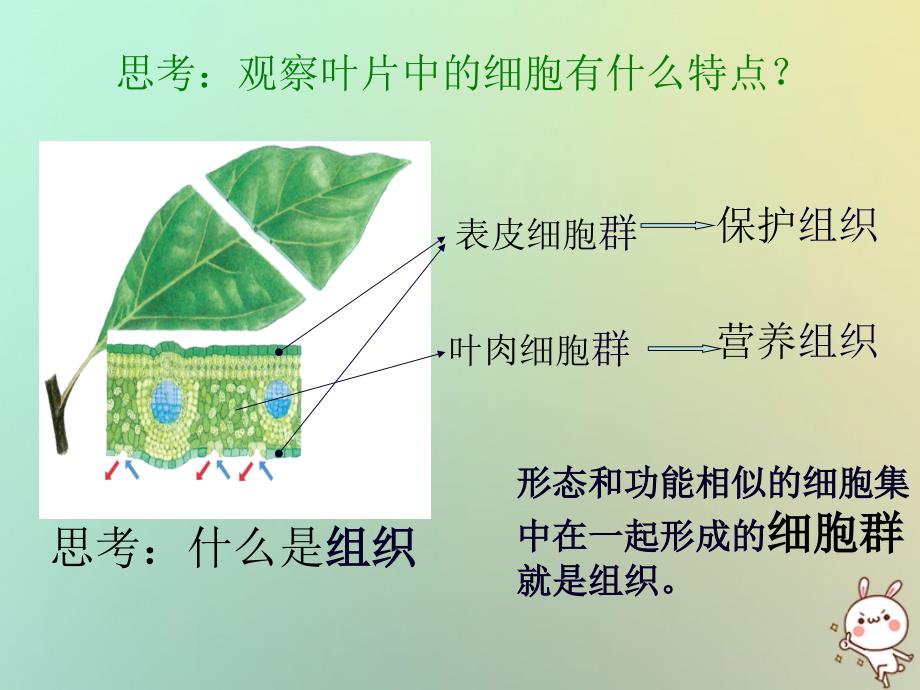 浙江省绍兴市诸暨市店口镇七年级科学上册 第2章 观察生物 2.3 生物体的结构层次课件2 （新版）浙教版_第2页