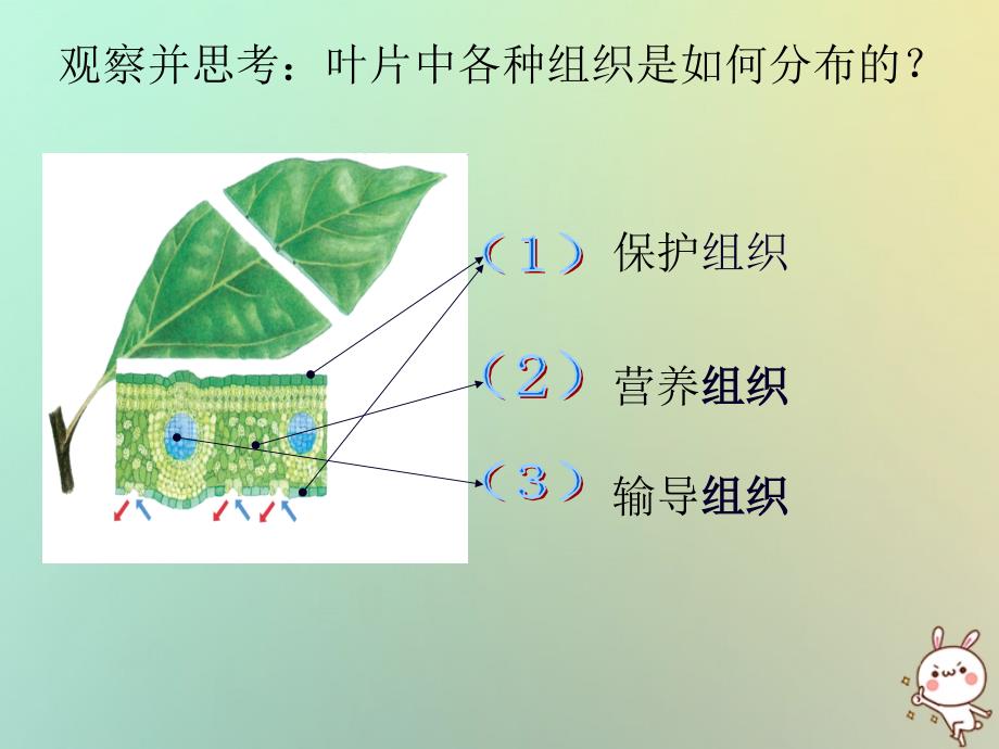 浙江省绍兴市诸暨市店口镇七年级科学上册 第2章 观察生物 2.3 生物体的结构层次课件2 （新版）浙教版_第4页