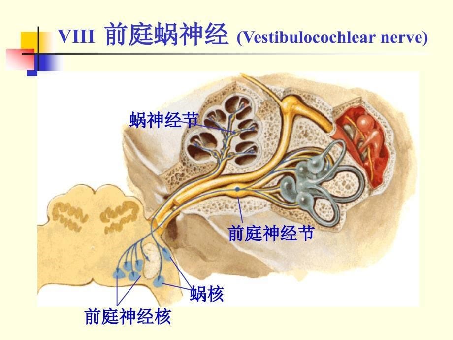 脑神经（）内脏神经 ppt课件_第5页