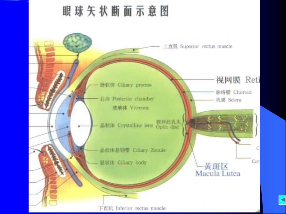 视网膜病教学课件_第3页