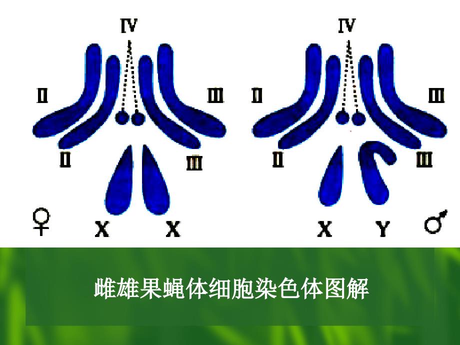 性别决定与伴性遗传_1_第3页