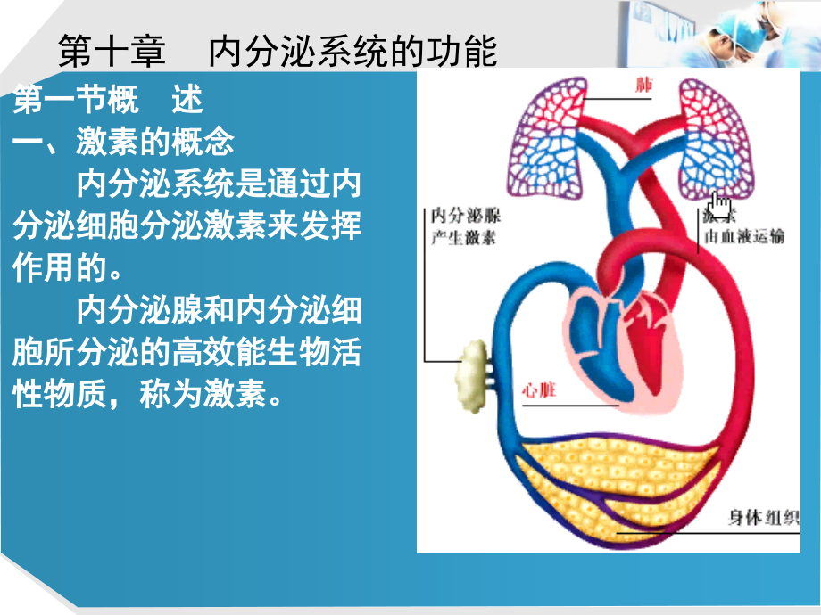 内分泌系统的功能医学幻灯片_第3页