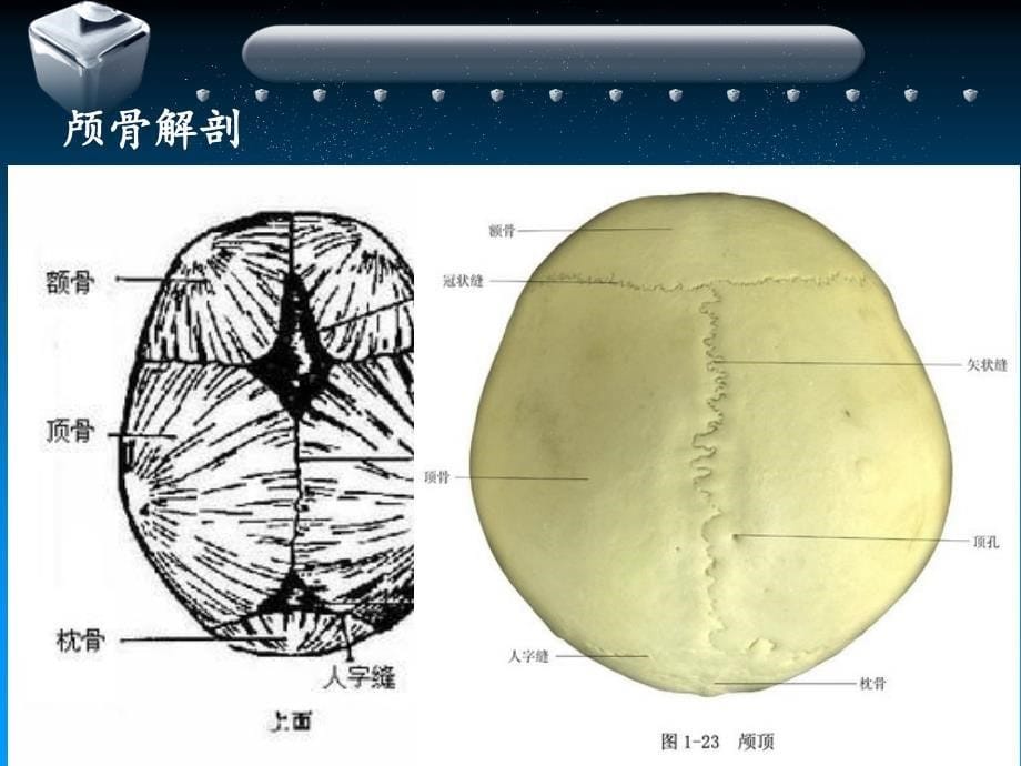 诊断学头部检查ppt课件_第5页