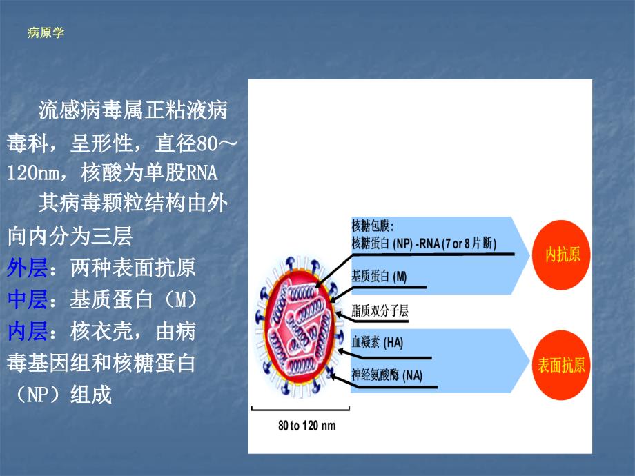 流行性感冒医学_第4页