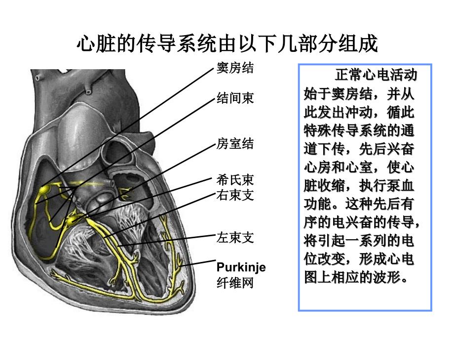 走近心电图ppt课件_第3页