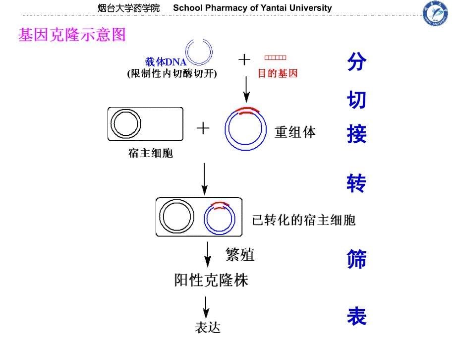 基因工程基础ppt课件_第5页