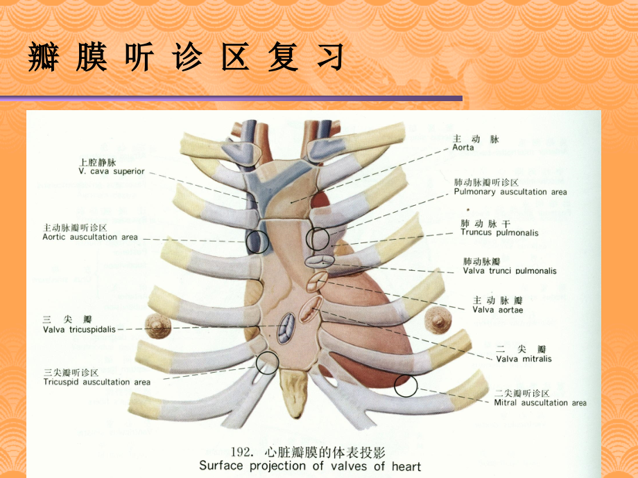 医学ppt课件心脏 瓣 膜 病 （62p）_第2页