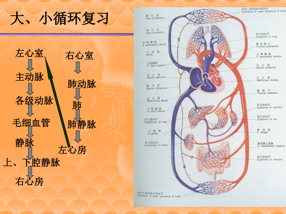 医学ppt课件心脏 瓣 膜 病 （62p）_第3页