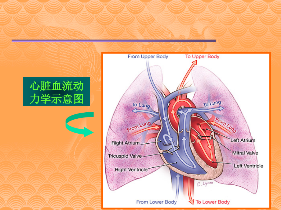 医学ppt课件心脏 瓣 膜 病 （62p）_第4页