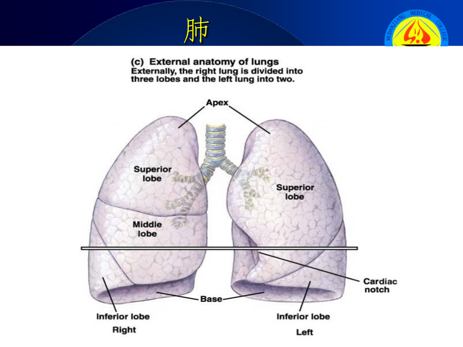 医学课件急性肺水肿（106p）_第4页
