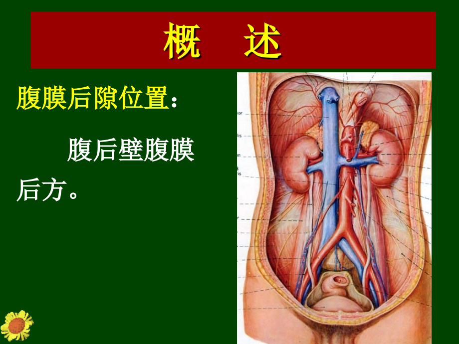 腹膜后隙课件_2_第4页