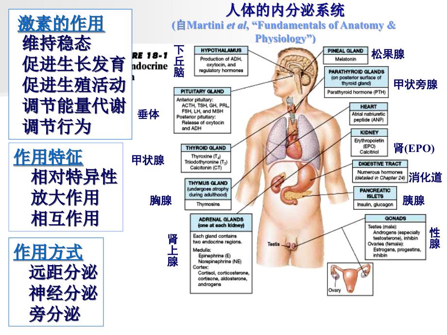 内分泌ppt课件_3_第3页