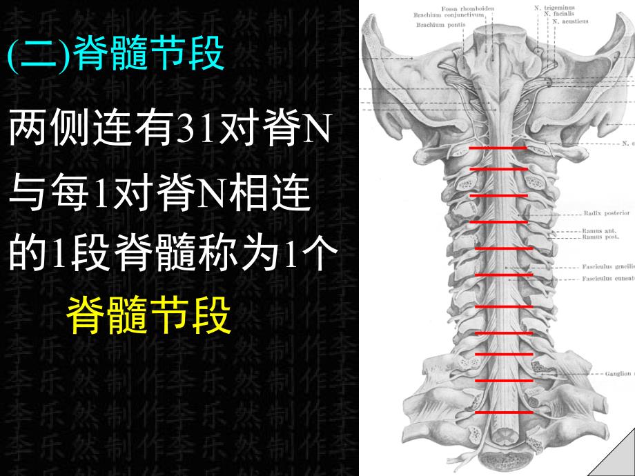 脊髓解剖彩色图谱课件_第3页