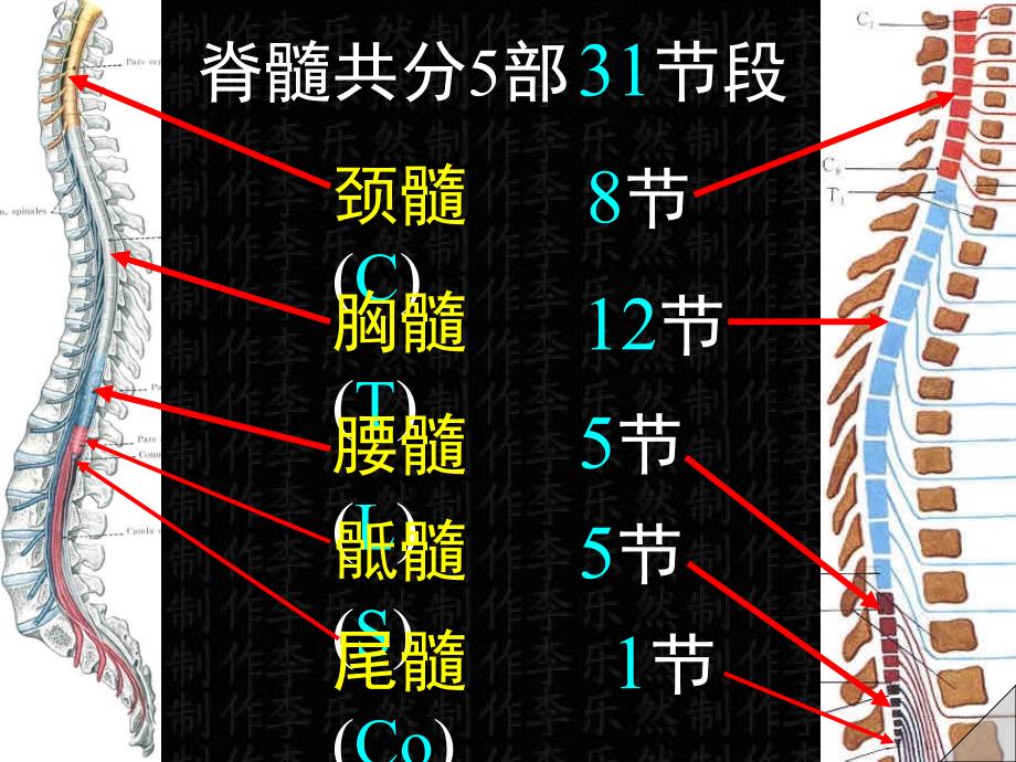 脊髓解剖彩色图谱课件_第4页