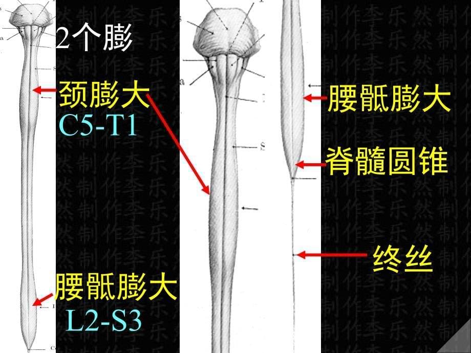 脊髓解剖彩色图谱课件_第5页