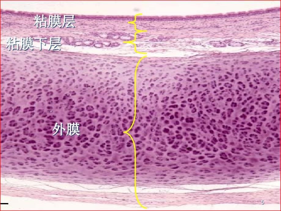 呼吸系统最新医学_第5页