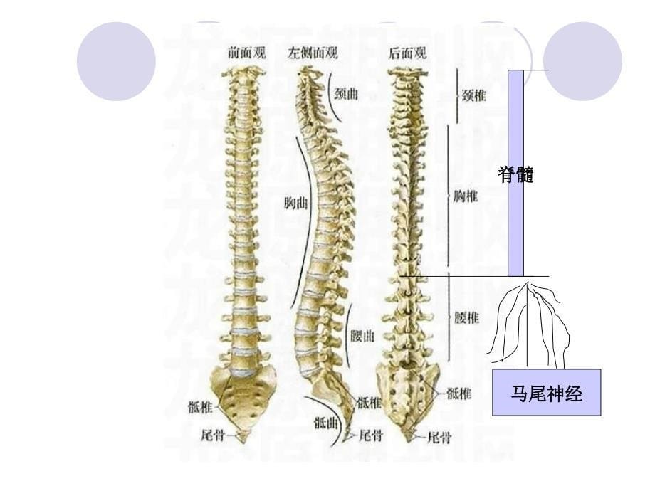 腰椎管狭窄症讲课分享 ppt课件_第5页