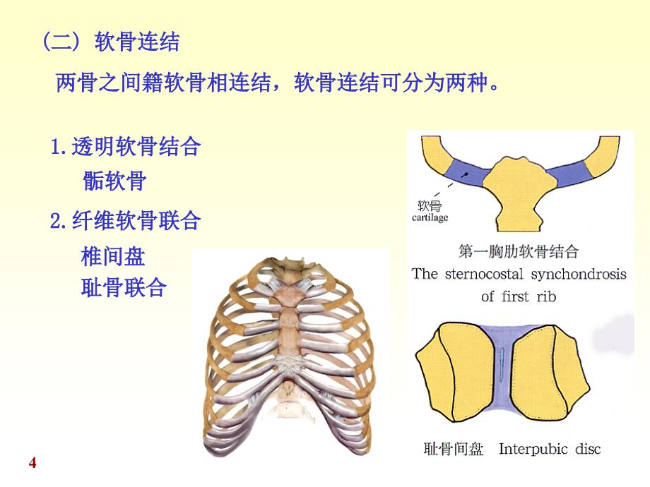 关节解刨ppt课件_第4页