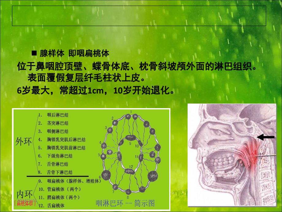 腺样体ppt课件_第2页