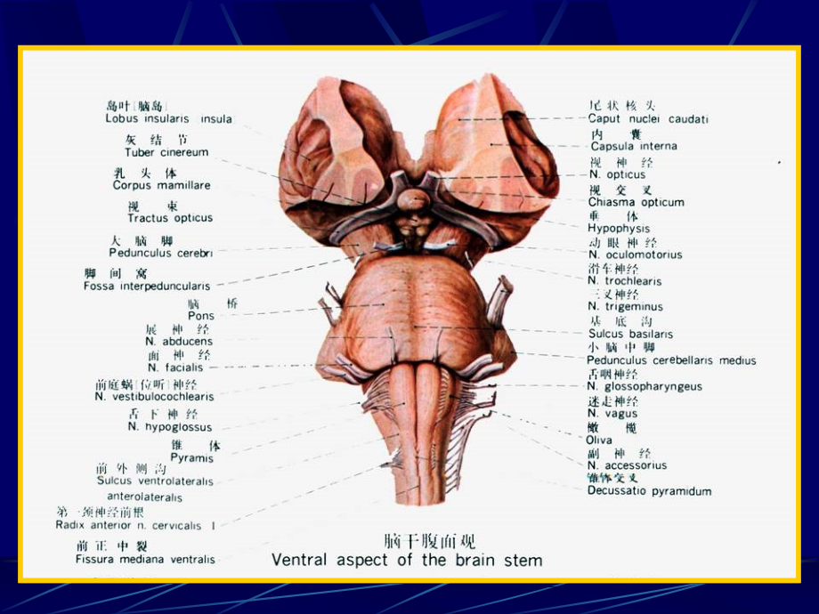 脑干内部结构解剖学教学课件_第2页