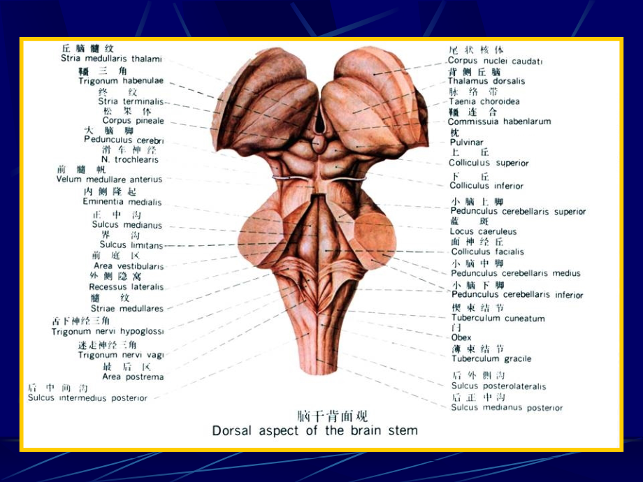 脑干内部结构解剖学教学课件_第3页