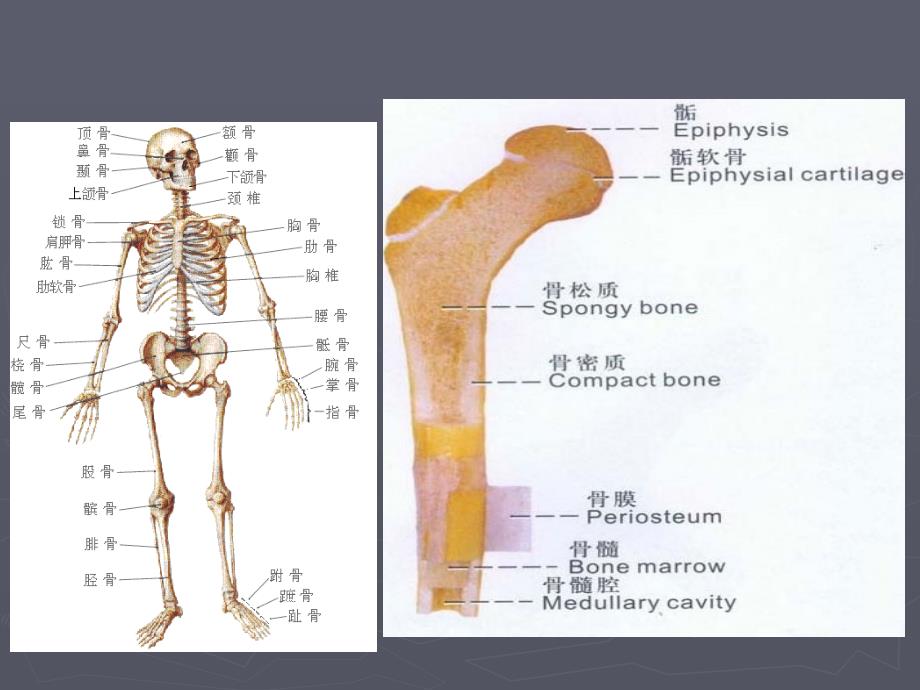 医学课件有助于增加骨密度功能_第3页