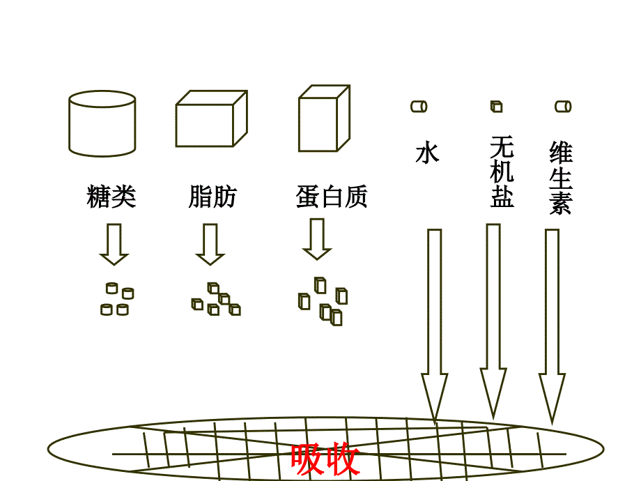 食物的消化和营养物质的吸收ppt课件_第2页